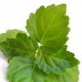 Patchouli Leaf