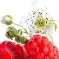 Fleur de framboisier