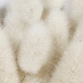 Musc blanc