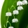 Muguet