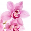 Orchidée vanille