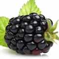 Blackberry