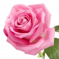 Rose de Bulgarie