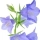 Campanule