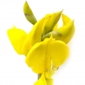 Genêt