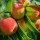 PeachTree