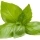 Basilic