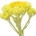 Immortelle