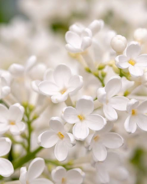 white flowers
