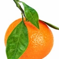 Italian Mandarin