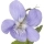 Violette