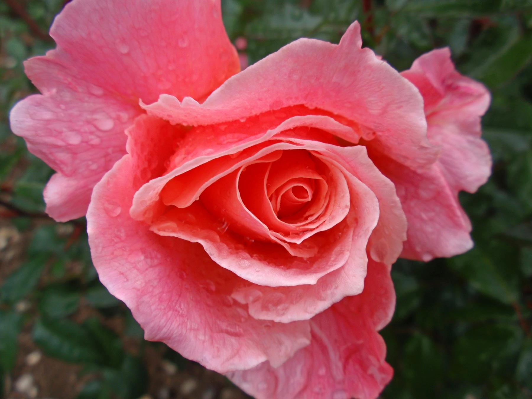 rose moderne