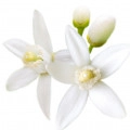 Fleur d'oranger d'Afrique