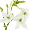 Fleur de tabac