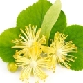 Fleur de tilleul