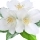 FleursBlanches