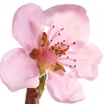 Fleur de nectarine