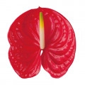 Fleur de flamant
