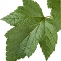 Feuille de cassissier
