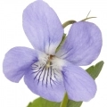 Violette de France