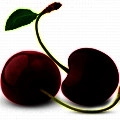Cerise noire