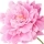 Pivoine
