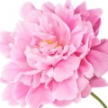 Pivoine rose