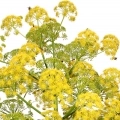 Férule gommeuse