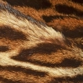 Notes animales
