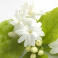 Water Jasmine