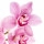 Orchidée